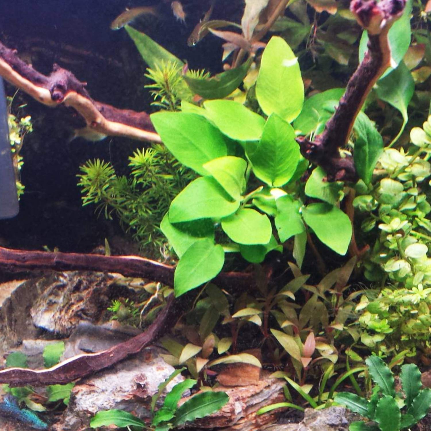Amazon.com: Mainam Anubias Nana Golden Leaves Potted Freshwater
